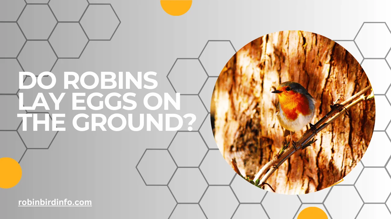 Do robins lay eggs on the ground