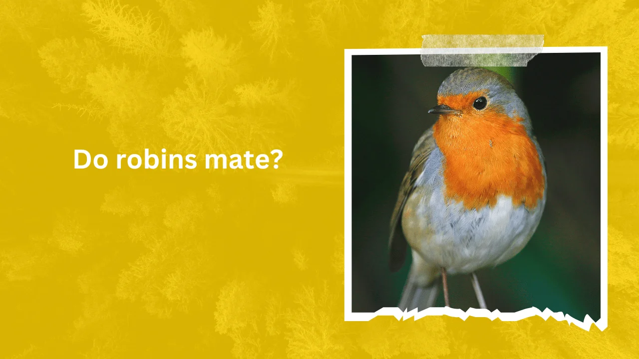 Do robins mate