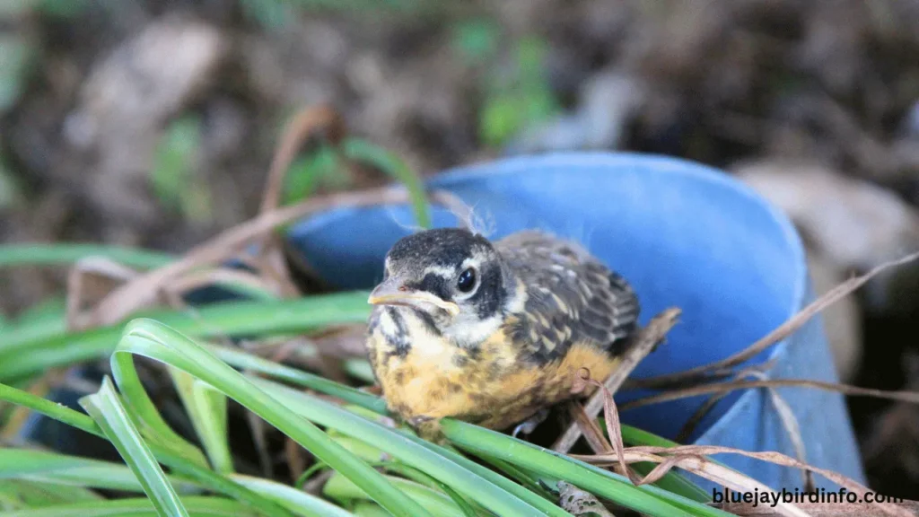 Do robins move their eggs