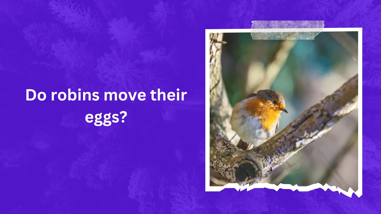 Do robins move their eggs