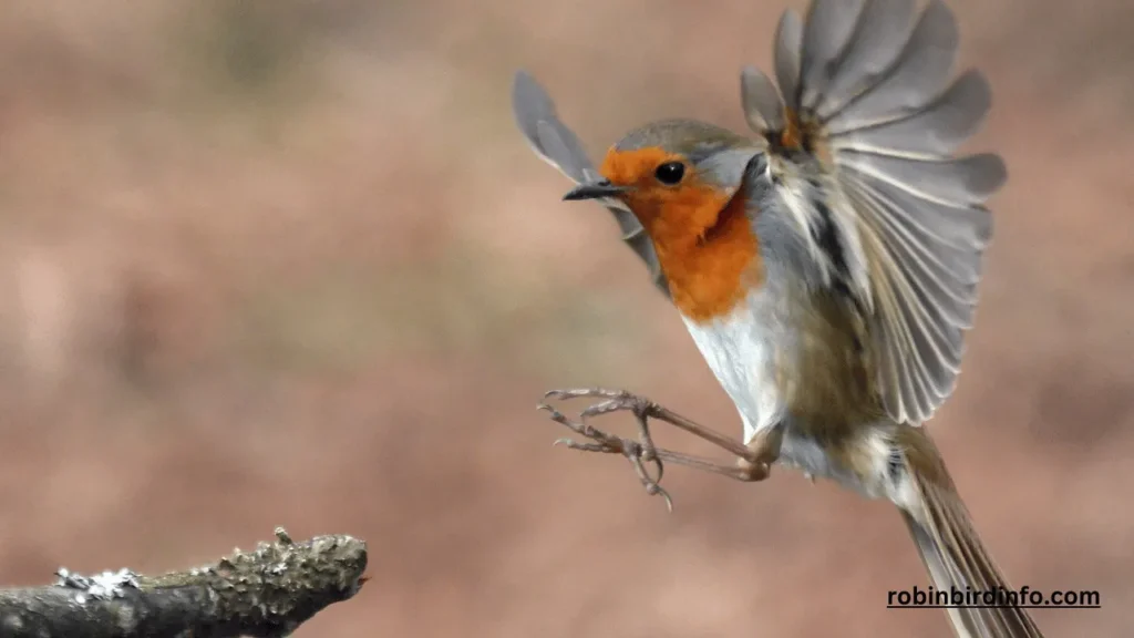 Do robins recognize humans