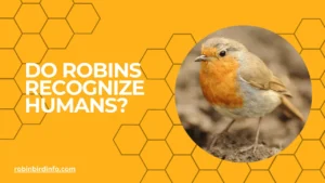 Do robins recognize humans