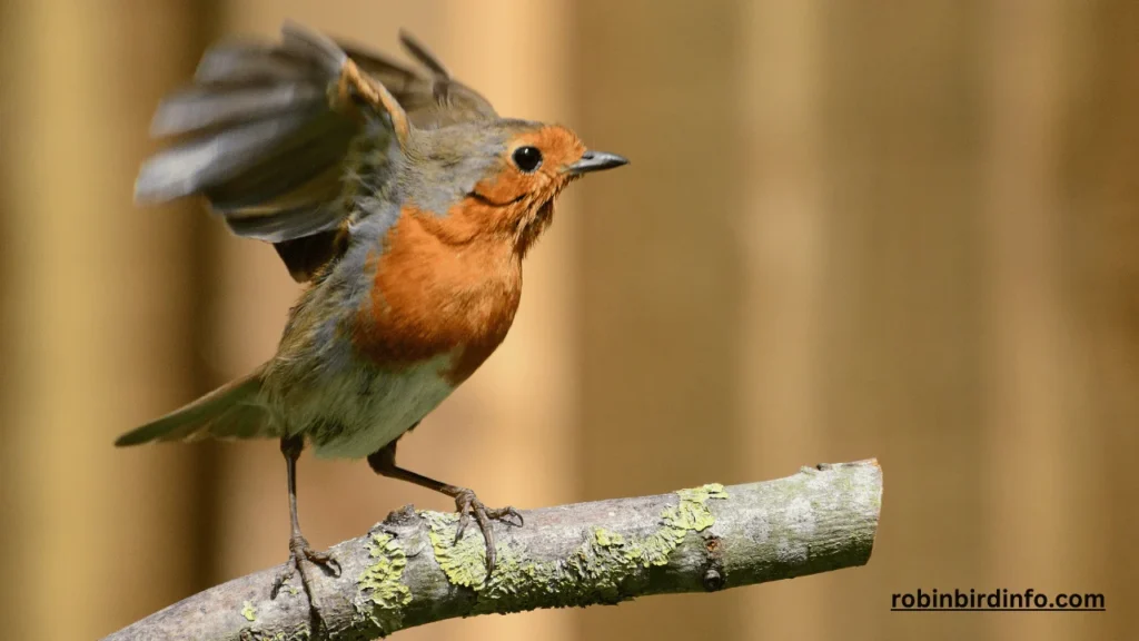 Do robins remember humans