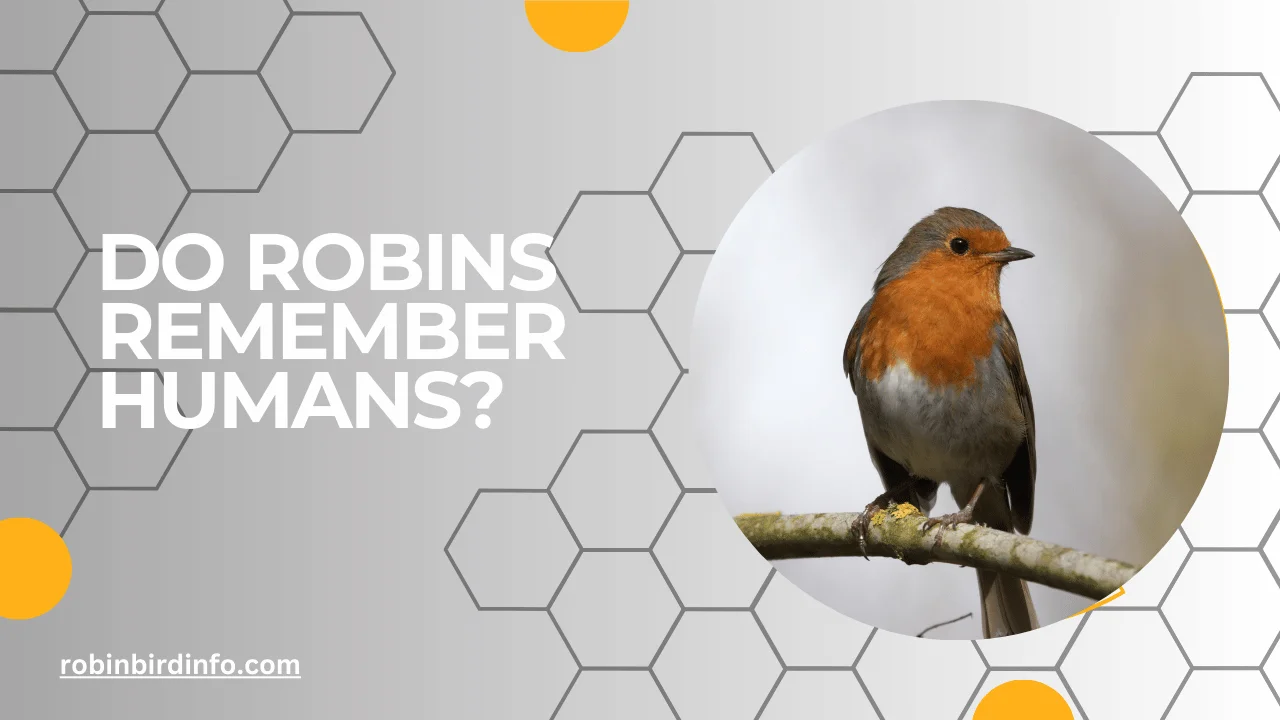 Do robins remember humans