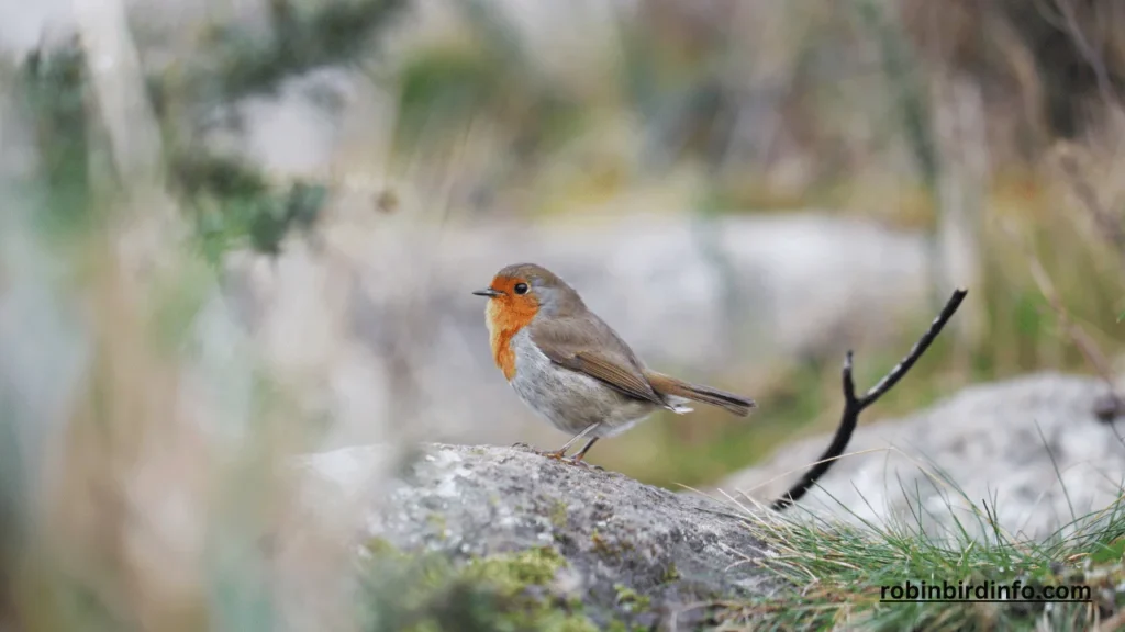 Do robins return to the same nest every year