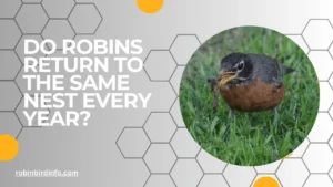 Do robins return to the same nest every year