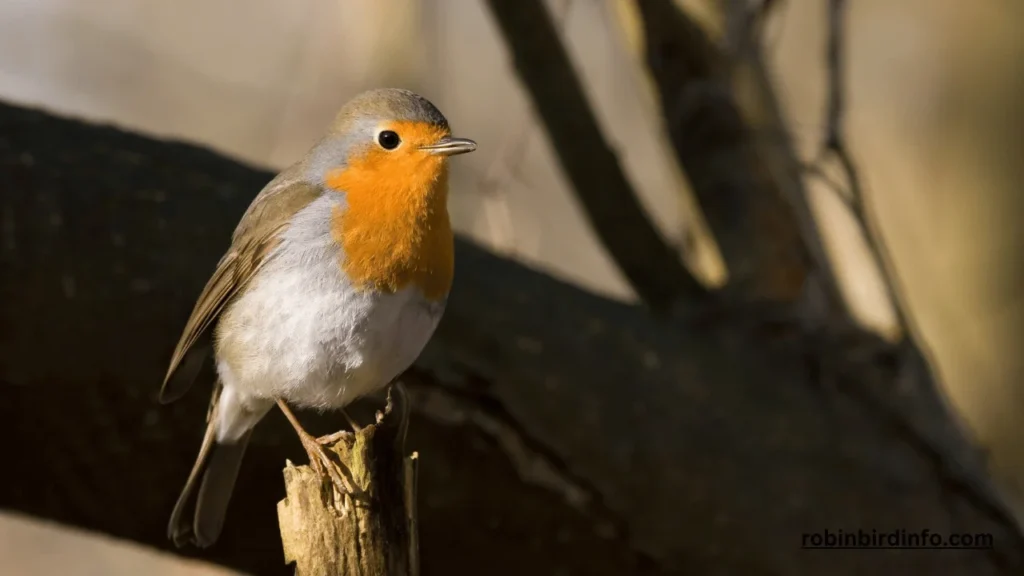 Do robins sleep in their nests