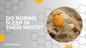 Do robins sleep in their nests