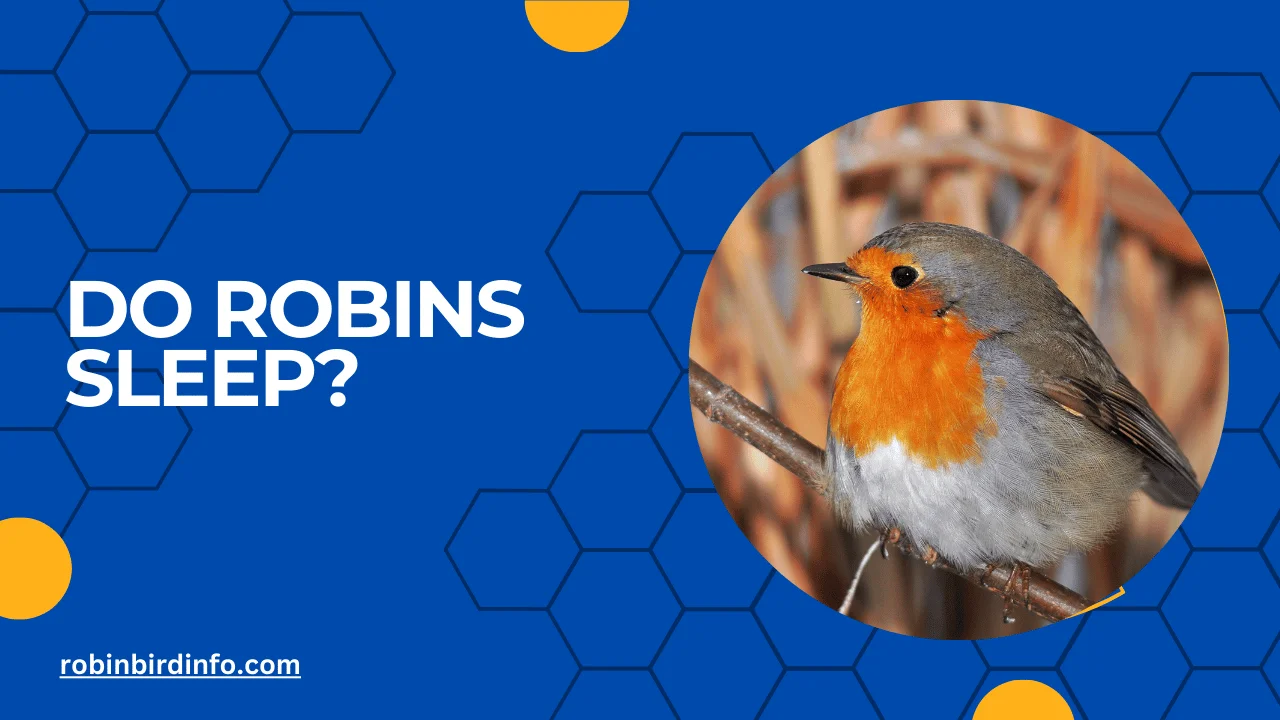 Do robins sleep