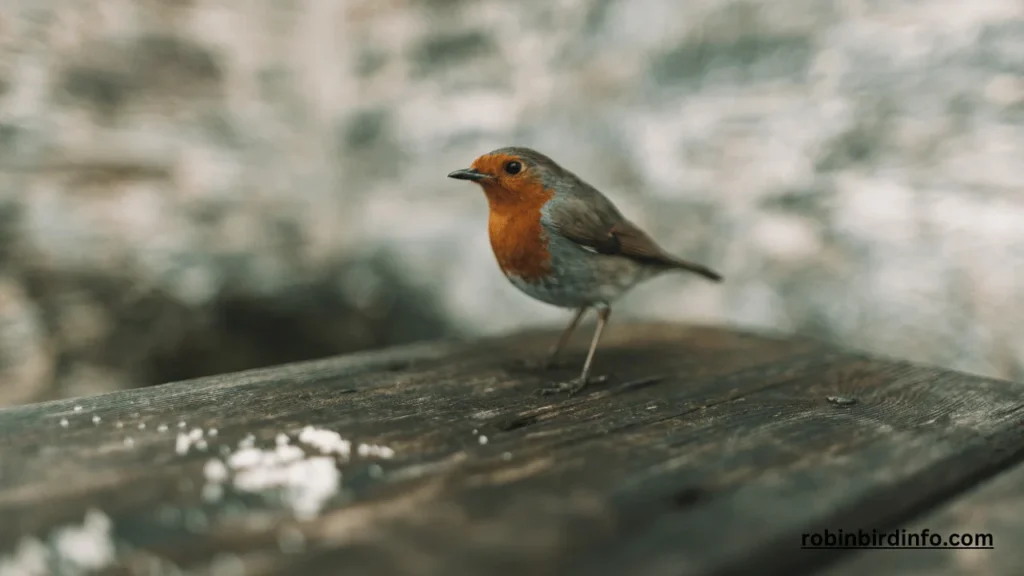 Do robins use bird houses