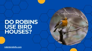 Do robins use bird houses