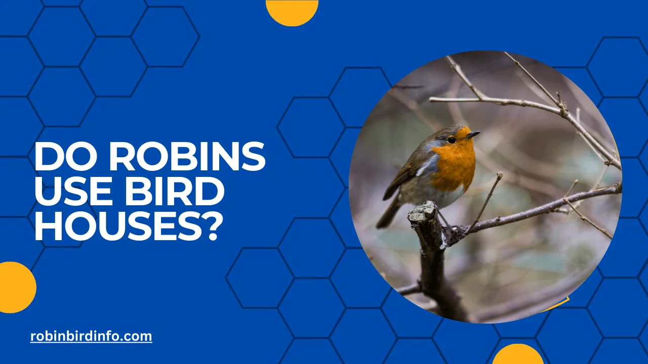 Do robins use bird houses