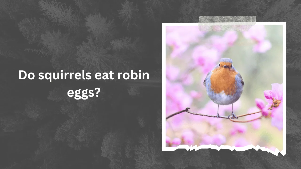 Do squirrels eat robin eggs