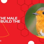 Does the male robin build the nest