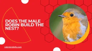 Does the male robin build the nest