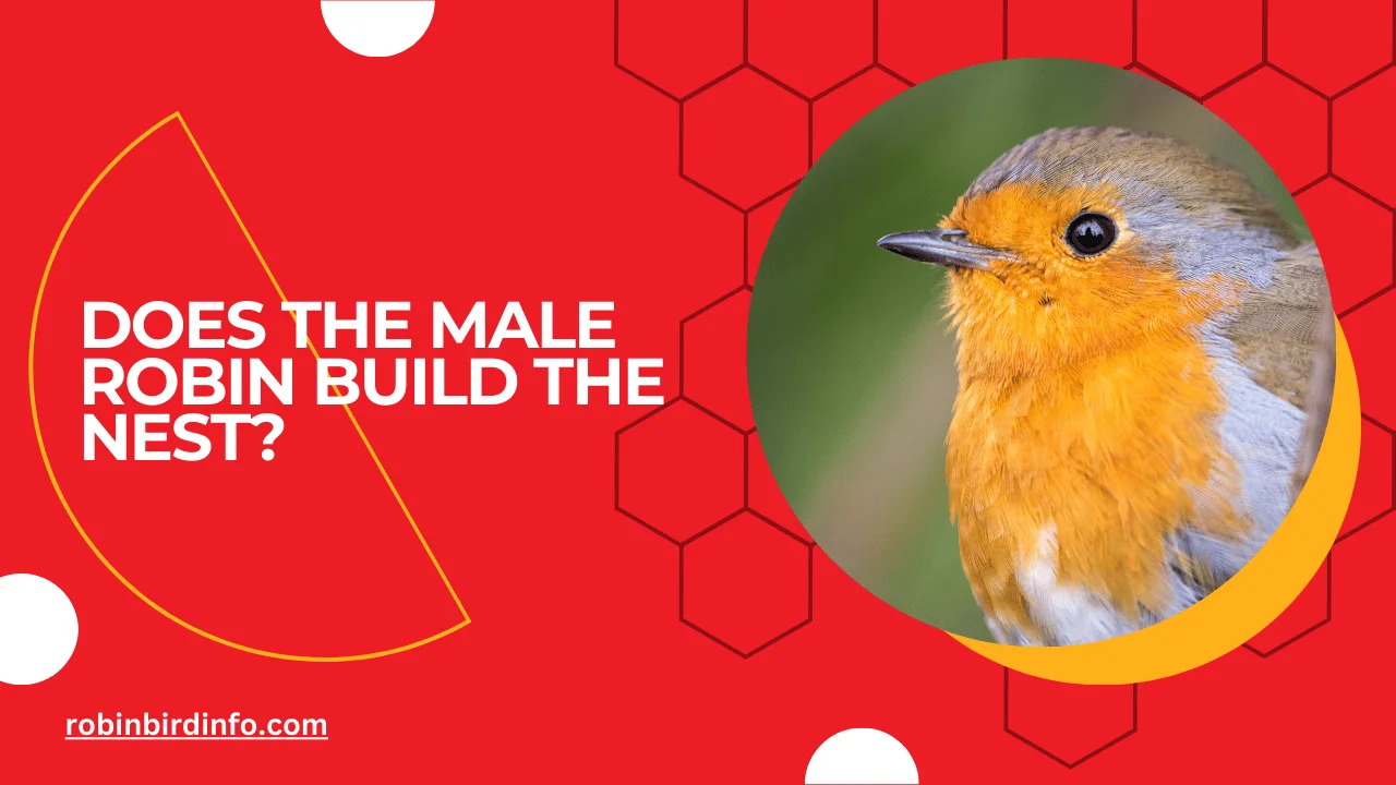 Does the male robin build the nest