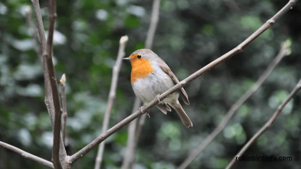 How big is a robin egg