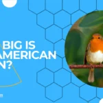 How big is the american robin