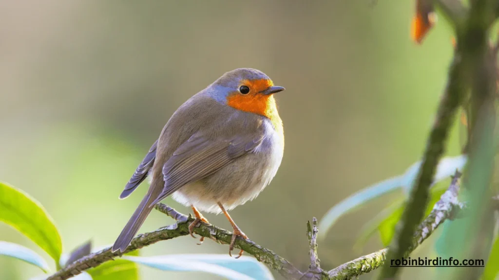 How big is the american robin