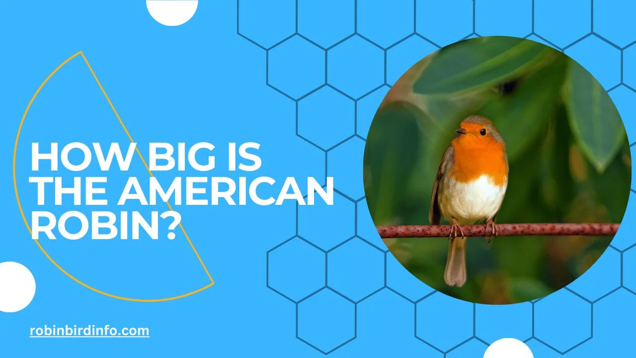 How big is the american robin