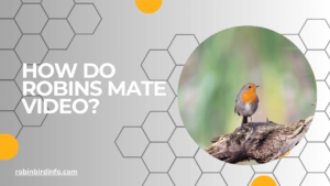 How do robins mate video