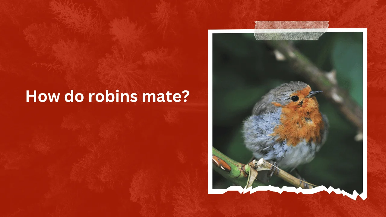 How do robins mate