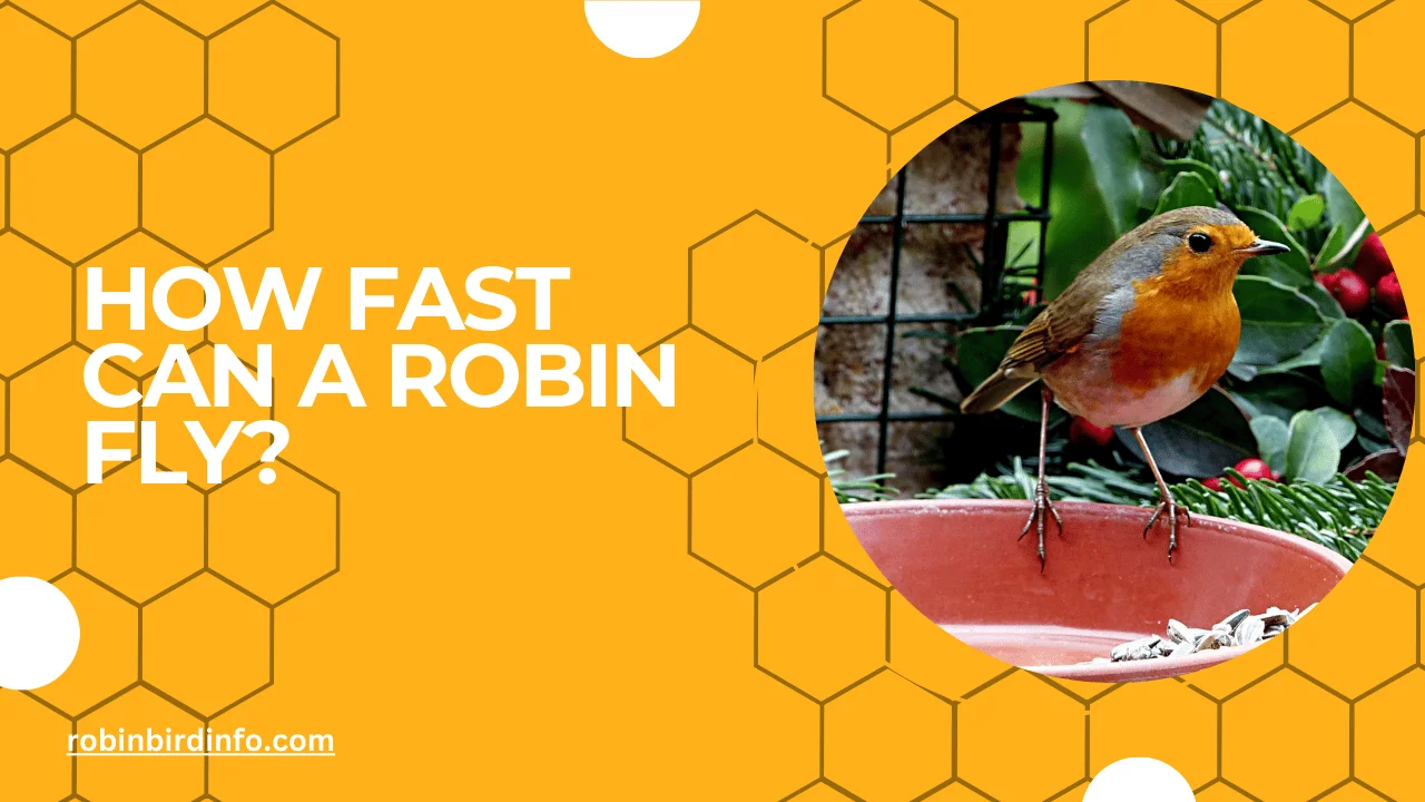 How fast can a robin fly