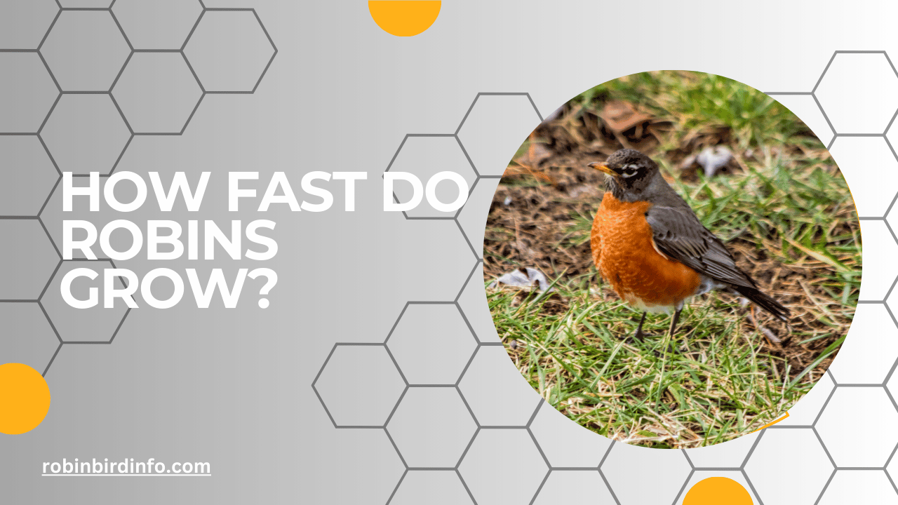 How fast do robins grow