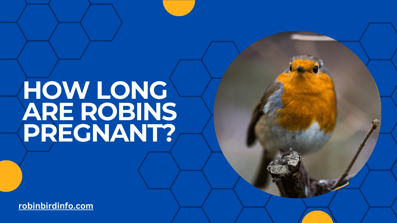 How long are robins pregnant