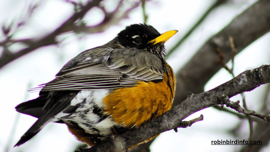 How long do robins stay in nest after hatching