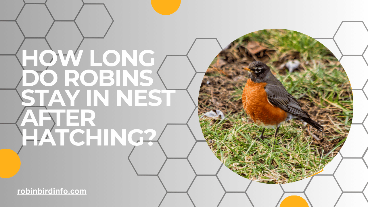 How long do robins stay in nest after hatching