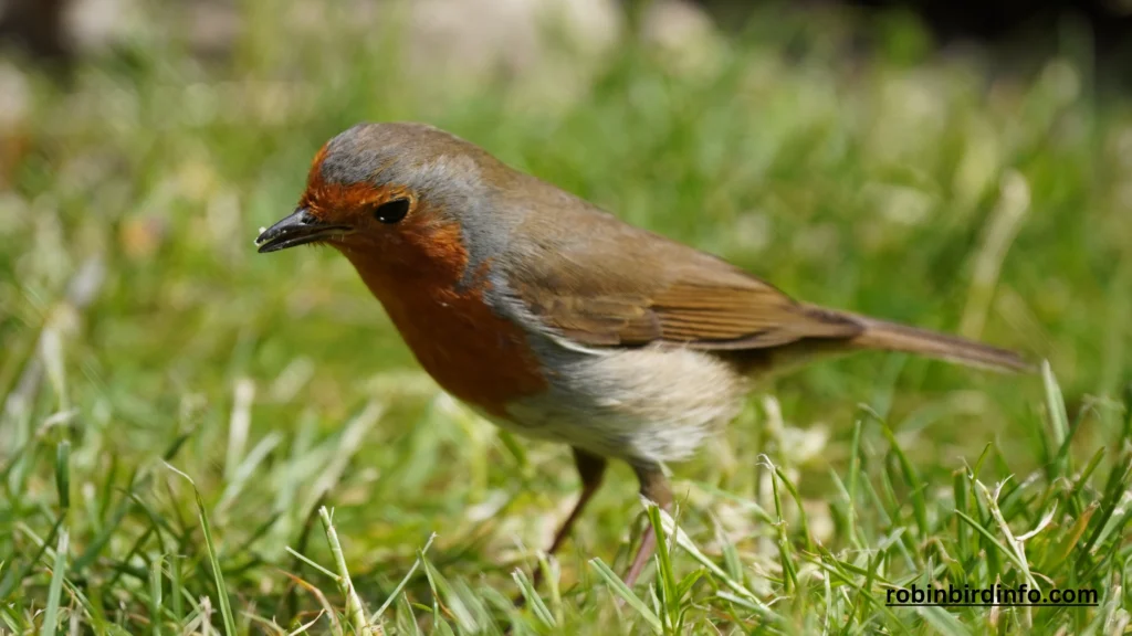 How long does a robin live