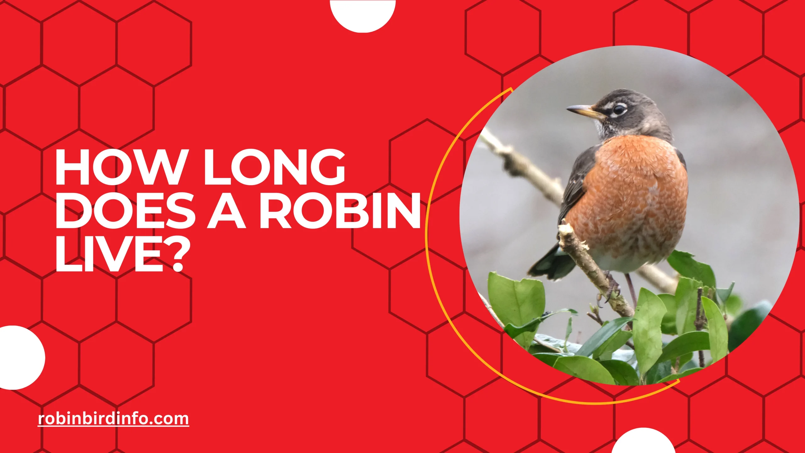 How long does a robin live