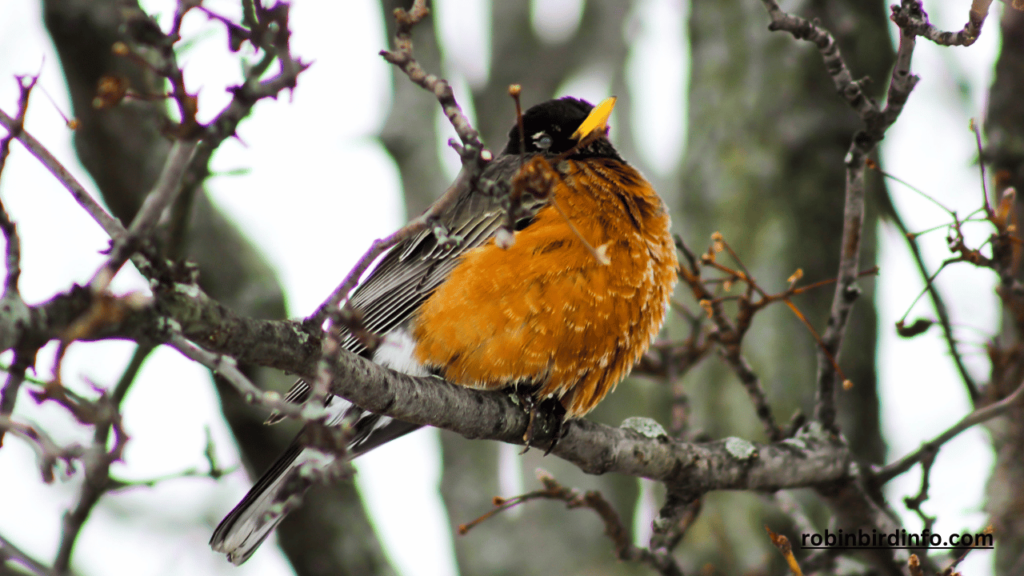 How long does it take a baby robin to fly