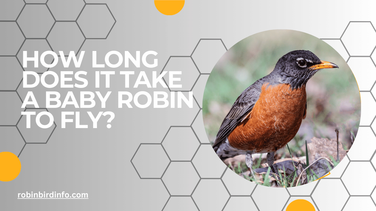 How long does it take a baby robin to fly