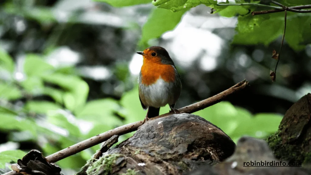 How long does it take baby robins to fly