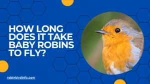 How long does it take baby robins to fly