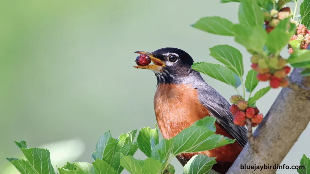 How long is a robin pregnant before laying eggs