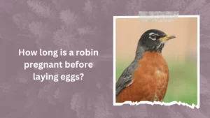 How long is a robin pregnant before laying eggs