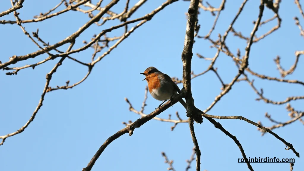 How long is robin egg incubation