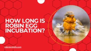 How long is robin egg incubation