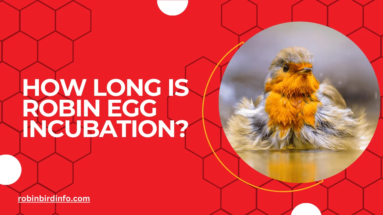 How long is robin egg incubation