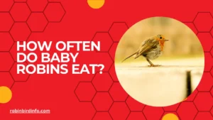 How often do baby robins eat