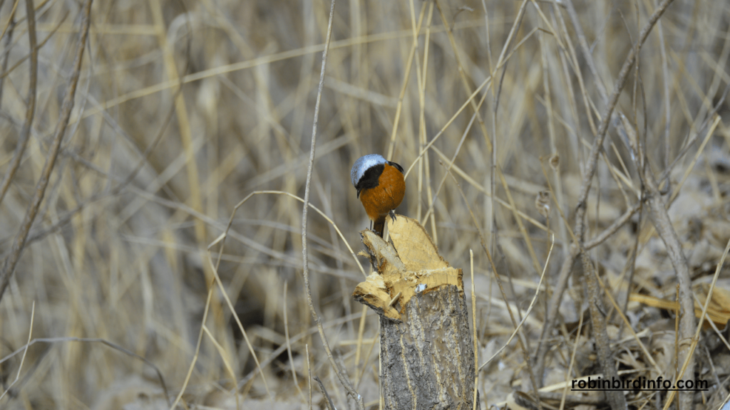 How to build a bird box for robins