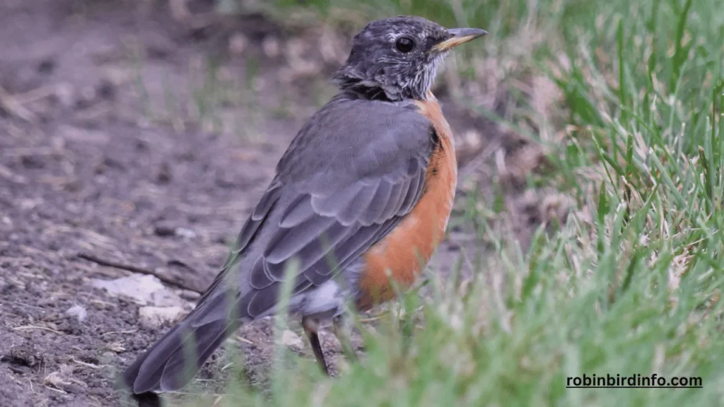 How to get rid of a robin bird