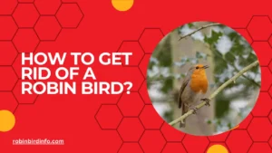 How to get rid of a robin bird