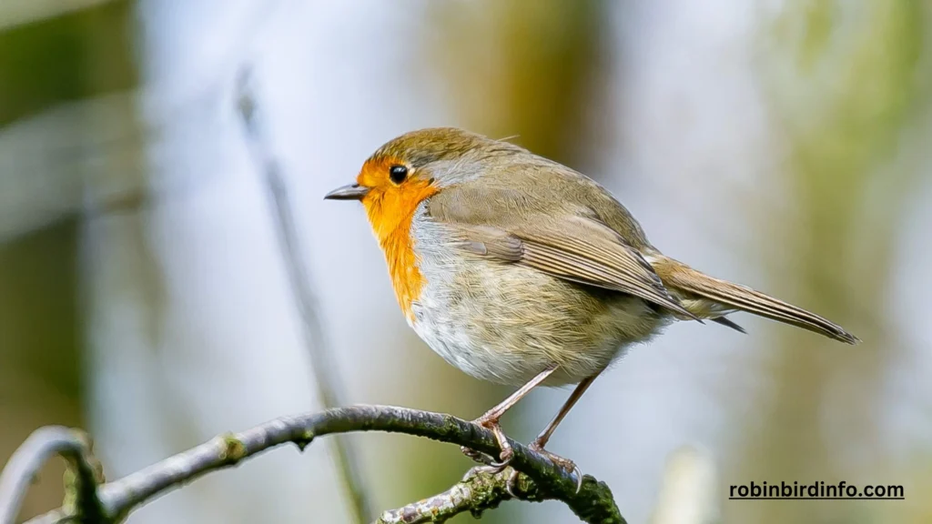 How to identify a robin