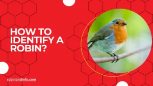 How to identify a robin