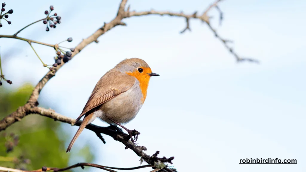 Is a robin a songbird