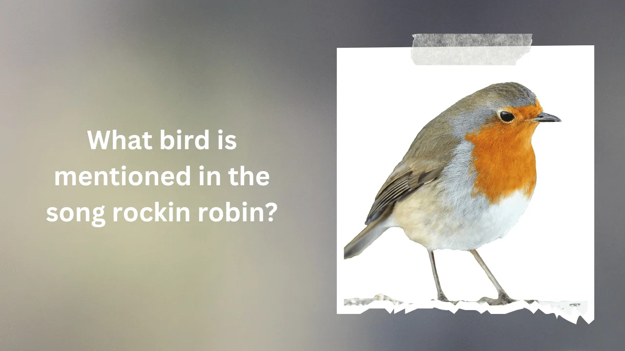 What bird is mentioned in the song rockin robin